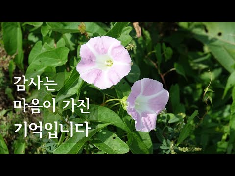 감사는 마음이 가진 기억입니다